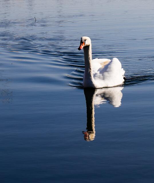 Schwan auf dem Karlsee