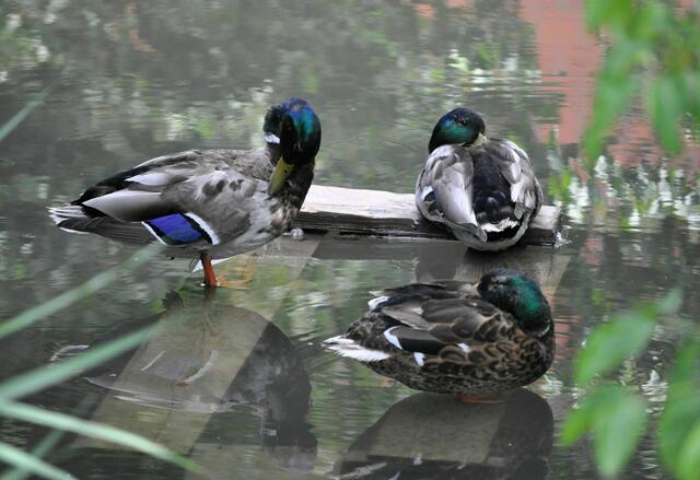 Enten im Bachlauf | Foto: Daniela Somers