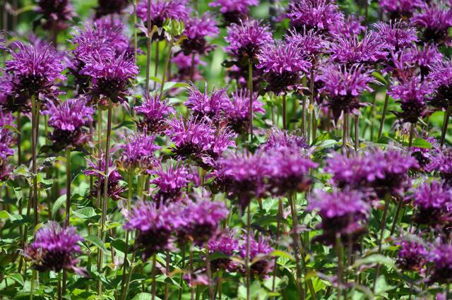 Monarde (Goldmelisse, Indianernessel) | Foto: Daniela Somers