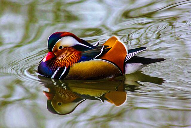Mandarinente im Wertwiesenpark Heilbronn