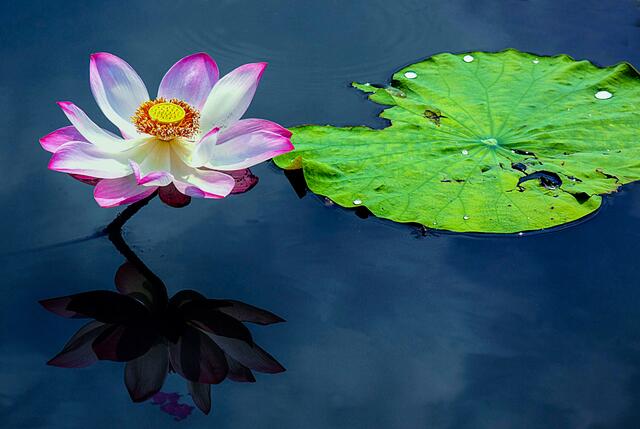 Seerose