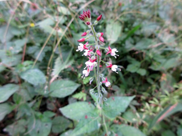 Die zarten Blüten erklären den Namen nicht, aber darunter kann man mit gutem Auge die Klettfrüchte schon erkennen, die zur Bezeichnung Hexenkraut geführt haben.