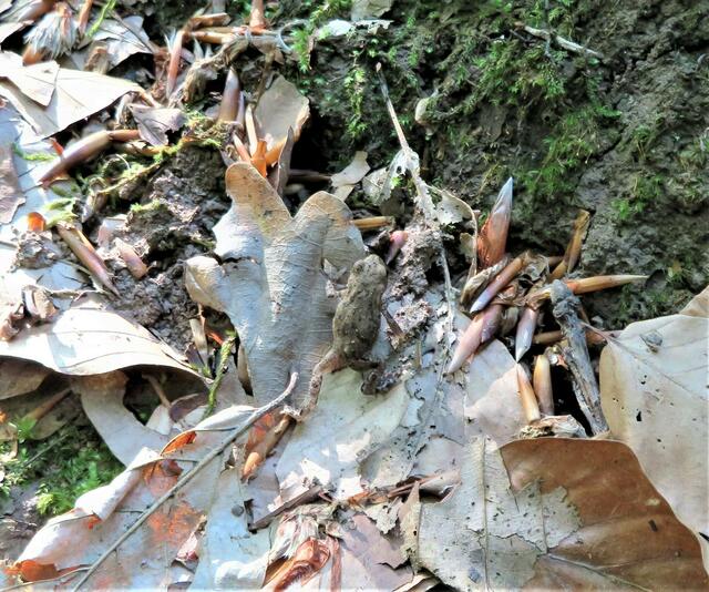 Eine Menge kleiner Kröten sind um das Koppenbrünnele herum und im Heilbronner Wald unterwegs. | Foto: Aurelia Kling