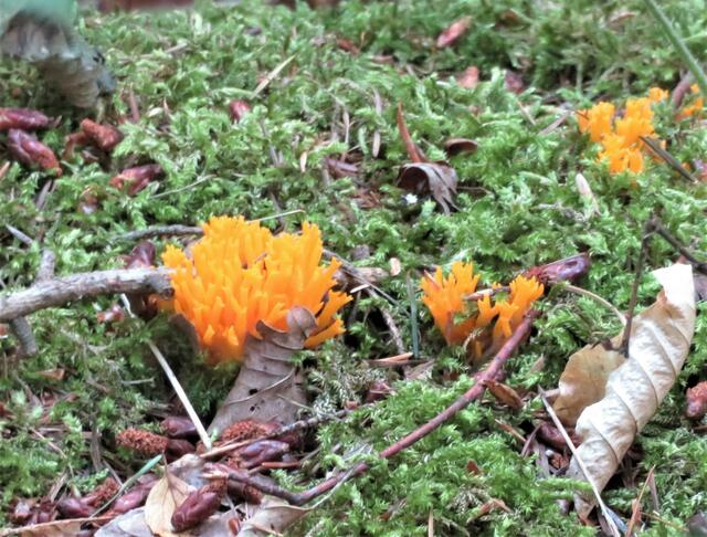 Es vergeht tatsächlich kaum eine Wanderung im Stadtwald, bei der man nicht wieder was neues entdeckt. So blitzte das leuchtende Orange des Korallenpilzes von Weitem durch die Bäume. | Foto: Aurelia Kling