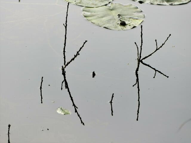 Zeichen im See