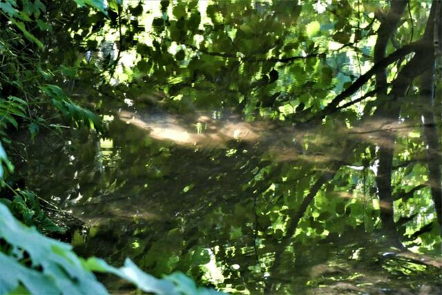 Der Stebbach fließt durch den Wald