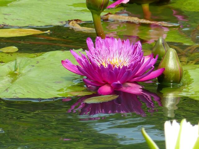 Seerose 1