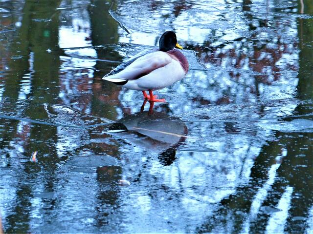Auf dem Gemminger Schlossgartenteich im Winter