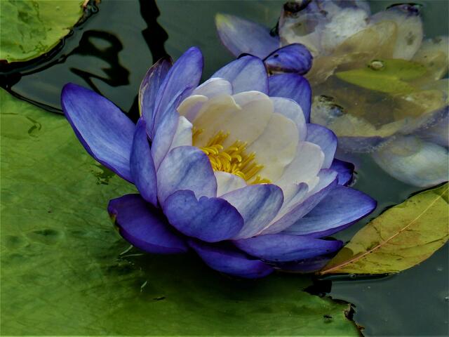 Seerose 3