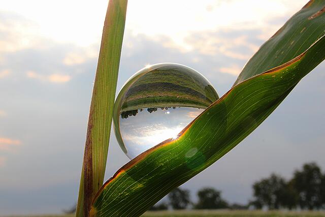 Glaskugel am Mais