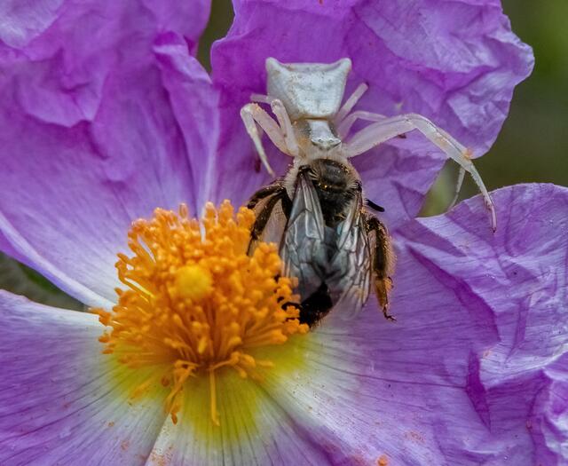 Ganz schön verfressen, so eine kleine Spinne verspeist eine Hummel