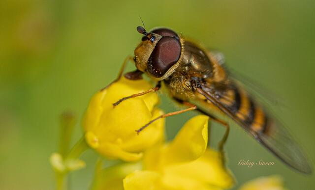 Schwebfliege