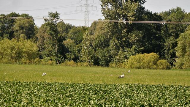 Eine Vielzahl von Störchen auf den Neckarauen bei Bad Friedrichshall