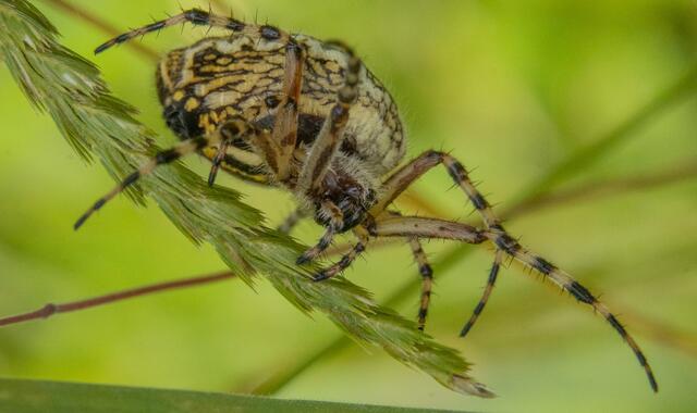 Webspinne