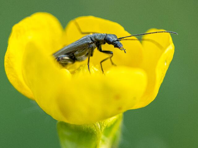 Oedemera Scheinbockkäfer