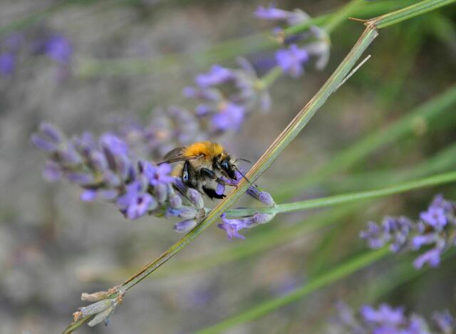 Bienchen im Lavendel | Foto: Daniela Somers