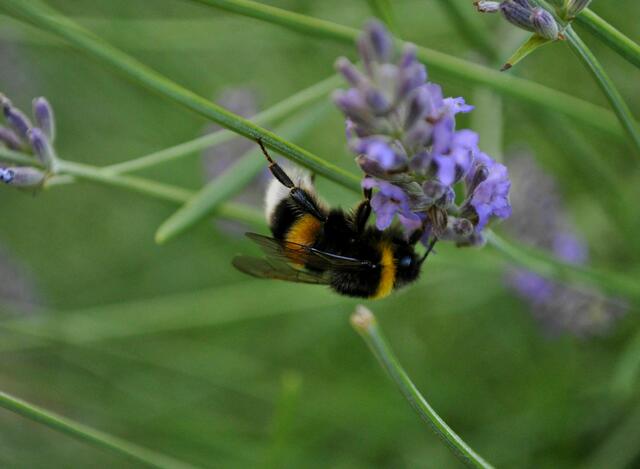 Hummel im Lavendel | Foto: Daniela Somers