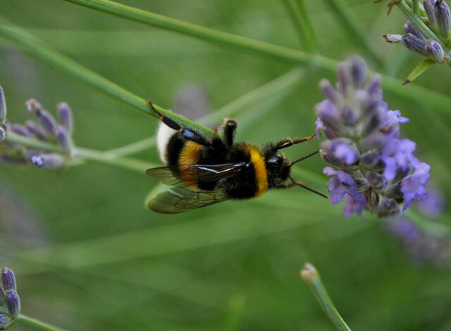 Hummel im Lavendel | Foto: Daniela Somers