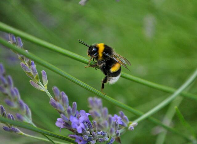 Hummel im Lavendel | Foto: Daniela Somers