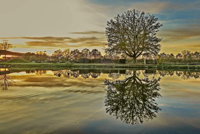 Baum am Neckar in Neckarsulm