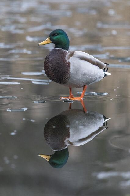 Spieglein, Spieglein ...