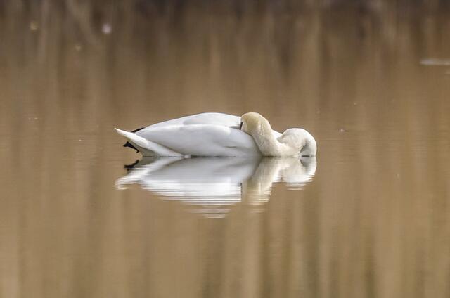 Ruhender Schwan
