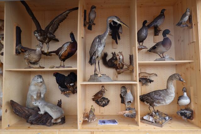 Im Lernort Natur-Wagen waren Präparate von Tieren aus unserer näheren und weiteren Heimat ausgestellt.