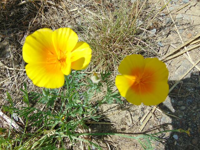 Goldmohn