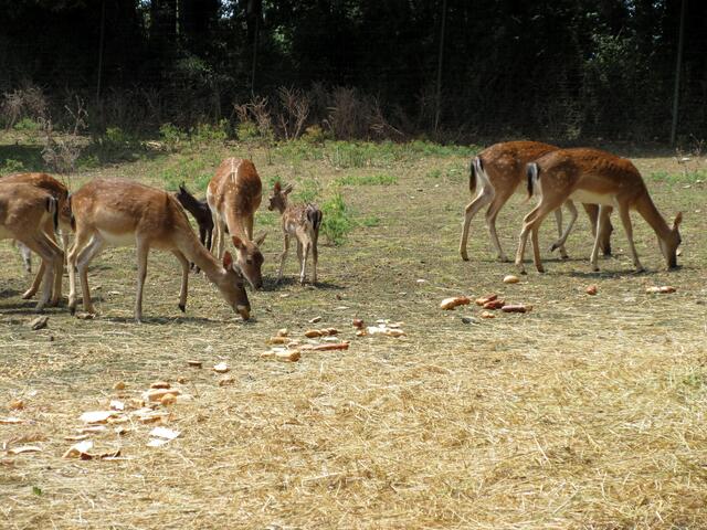 Wir kamen gerade zur Fütterung beim Wildgehege an und so konnten wir die Jungtiere gut beobachten.