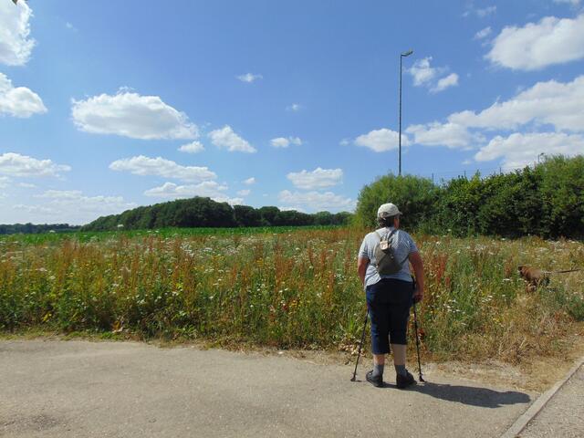 Eine Wanderin bestaunt die Vielfalt der Wildblumen und Bientrachtpflanzen.