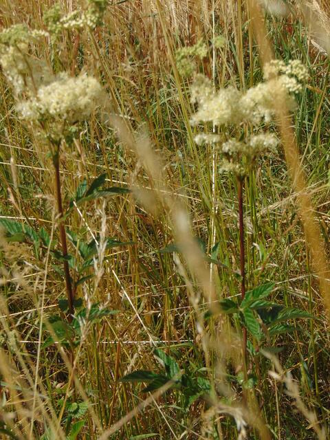 Das Mädesüß strömte bei der Hitze einen herb-süßen, angenehmen Duft aus.