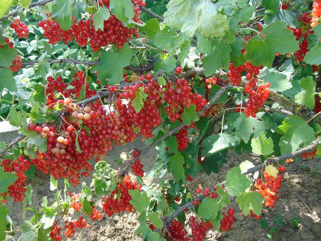Pratzelvoll hängende Johannisbeer-Büsche in einem Bauerngarten.
