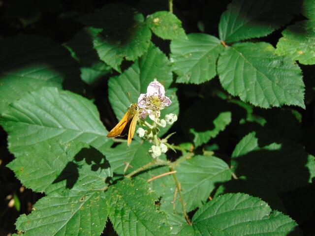Schmetterling an einer wilden Brombeerblüte.