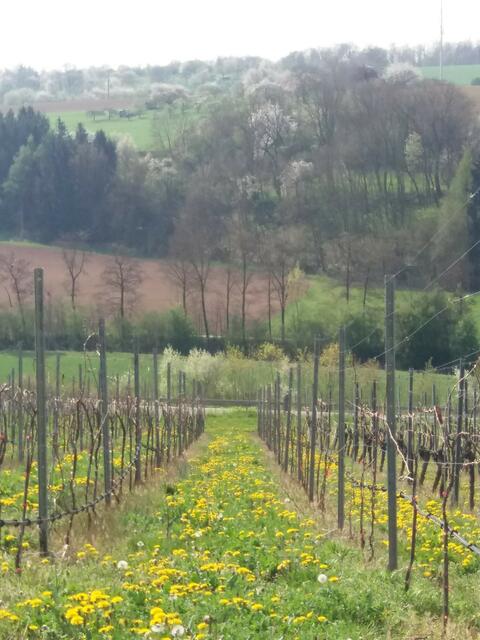 Blick auf Schotzatal von Ilsfeld in Frühling
