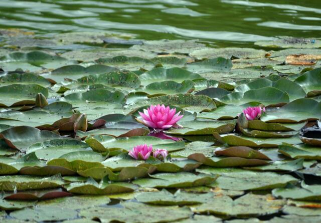 Seerosenteich  (im Park beim Mauk in Lauffen) | Foto: Daniela Somers