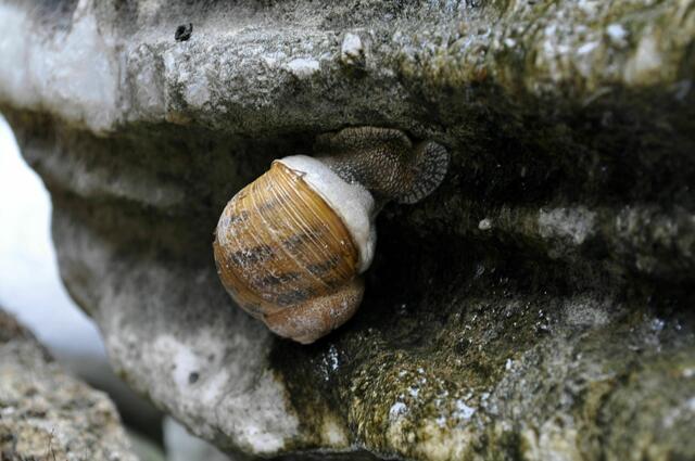 Schnecke am Brunnen, Mauk in Lauffen | Foto: Daniela Somers