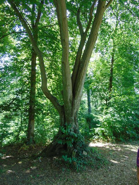 Eine uralte, mehrstämmige Hainbuche, in deren Schatten es sich sehr ngenehm sitzen ließ.