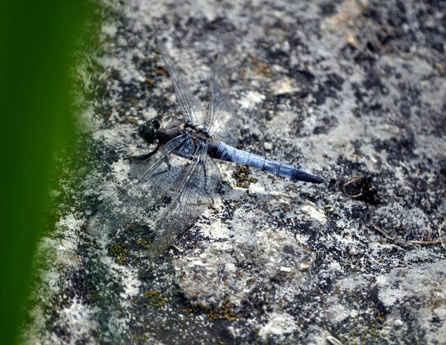 Libelle (im Park beim Mauk in Lauffen) | Foto: Daniela Somers