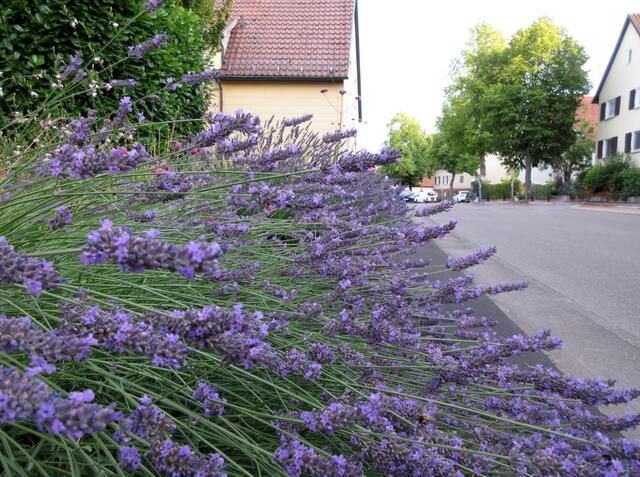 Ein Meer von Lavendel in Neipperg