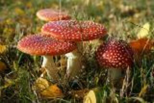 Fliegenpilze gibt es im Naturschutzgebiet Viehweide. | Foto: Helmut Brehm