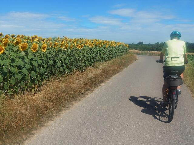 Sonnenblumen zeigten uns den Weg