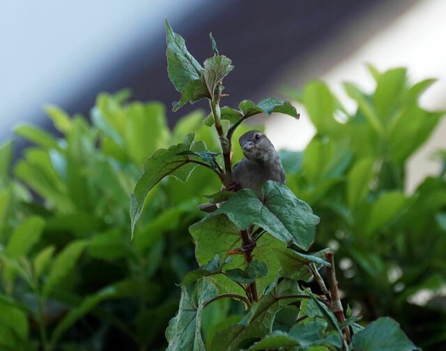 Frecher Spatz | Foto: Daniela Somers