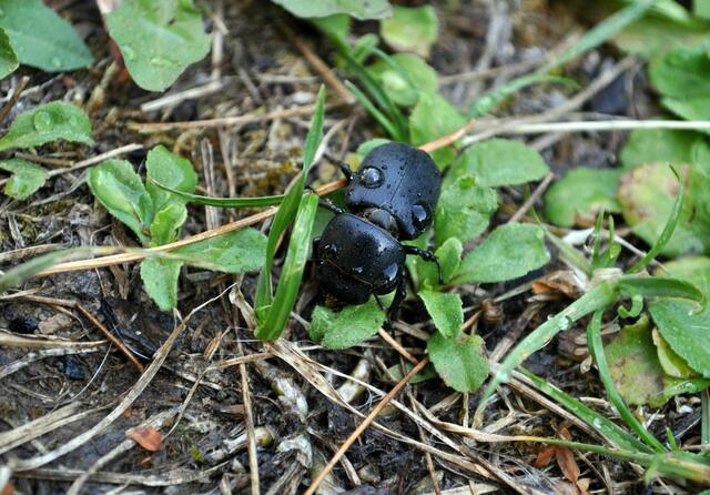 Balkenschröter | Foto: Daniela Somers