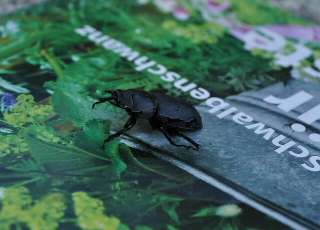 Auf einer Zeitschrift, zur Rettung aus der Wiese. Jetzt darf sie in ein Beet. | Foto: Daniela Somers