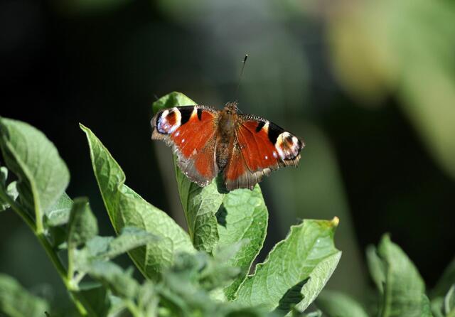 Tagpfauenauge | Foto: Daniela Somers