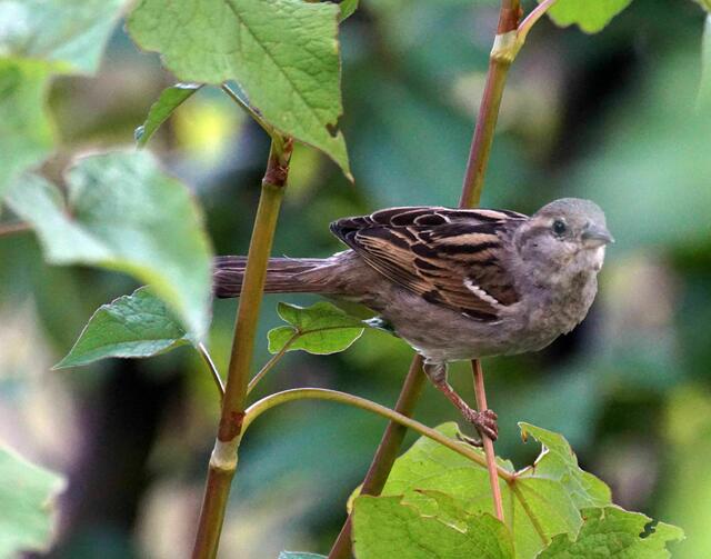 Frecher Spatz | Foto: Daniela Somers