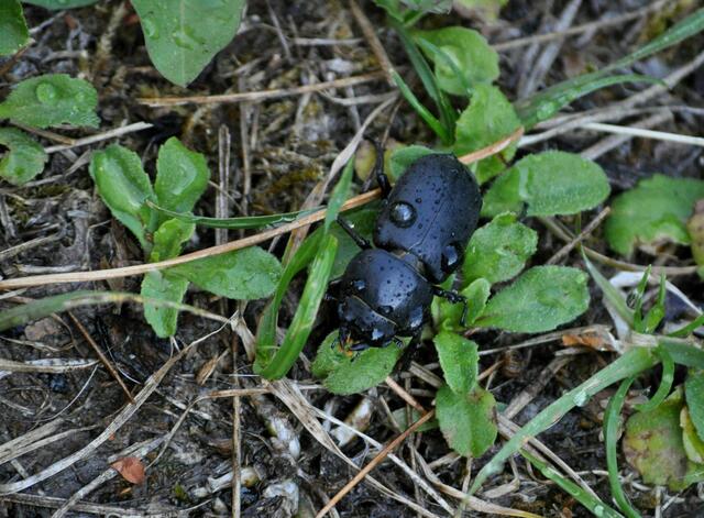 Balkenschröter | Foto: Daniela Somers