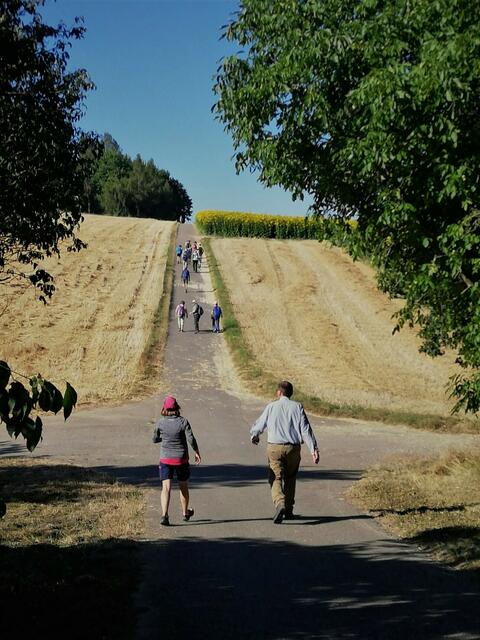Entlang eines Topinamburfeldes Richtung Lärchenwald.
