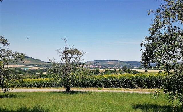 Blick Richtung Burg Hohenbeilstein mit dem Fohlenberg im Hintergrund.