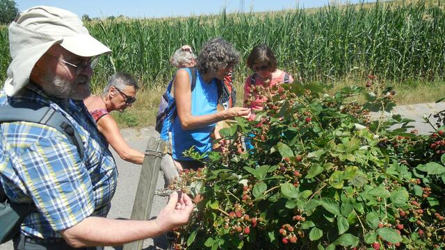 Letztes Naschen reifer und vollbehangener Brombeeren.